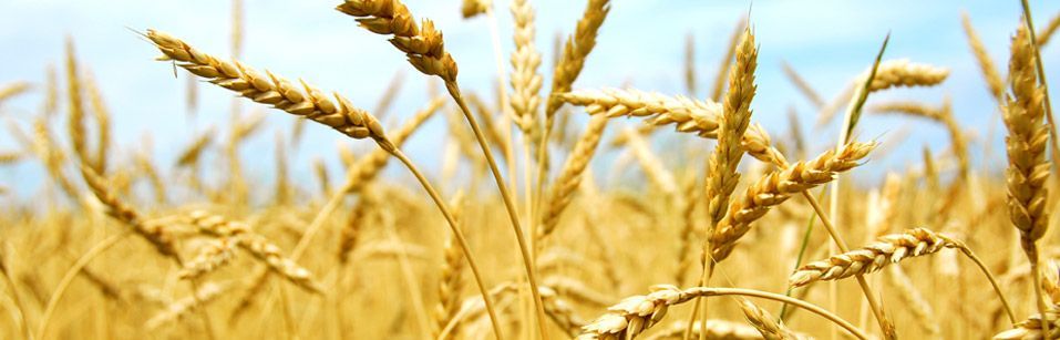 El valor del NAC encadena tres meses consecutivos de subidas como consecuencia del encarecimiento de las materias primas