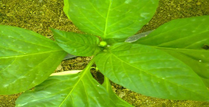 La cotización del NAC 27% cae 10 €/Tm. en abril debido a los elevados stocks en manos de los operadores