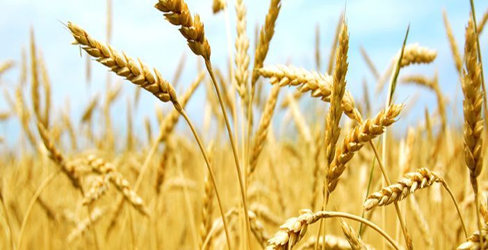 El DAP granular conserva intacta su cotización en julio pese al sentimiento alcista observado en los mercados internacionales