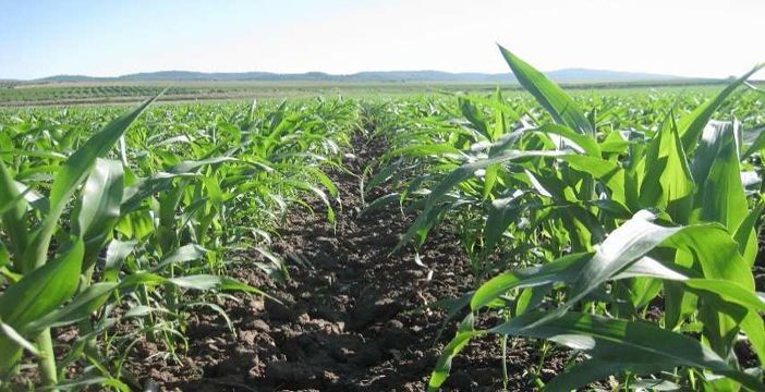 La cotización de los abonos complejos refleja la fuerte deriva alcista experimentada por las materias primas en marzo