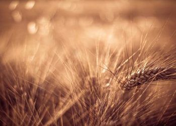 La urea pierde en diciembre una parte del valor ganado esta campaña con la especulación por la apatía de las ventas