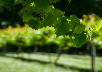 Se generalizan en España las subidas de precio anunciadas para el ácido fosfórico verde a mediados de febrero