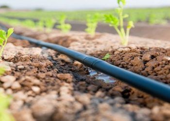 Las cotizaciones acordadas para los fosfatos solubles en la Península Ibérica permanecen inmutables en marzo