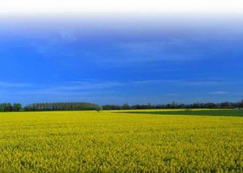 Los precios de los fosfatos solubles no sufren variaciones en mayo pese al repunte registrado por el consumo