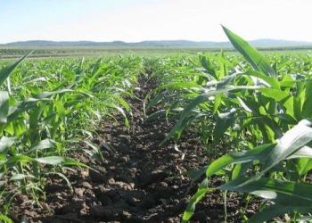 Los suministradores de nitrato amónico cálcico logran defender una situación de rollover en la Península Ibérica