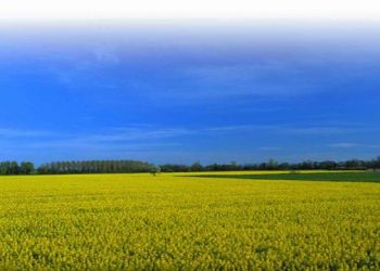 nitrato amónico cálcico