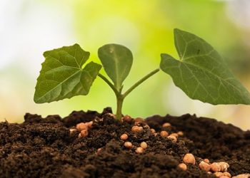 Nitrato Amónico Cálcico