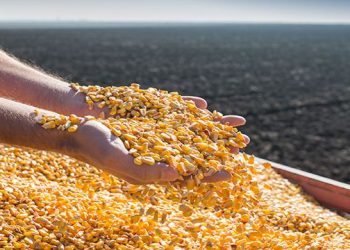 Nitrato Amónico Cálcico