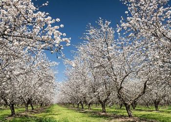Nitrato Amónico Cálcico