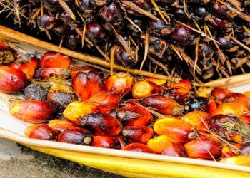 lauril éter sulfato sódico