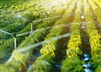 soluciones nitrogenadas