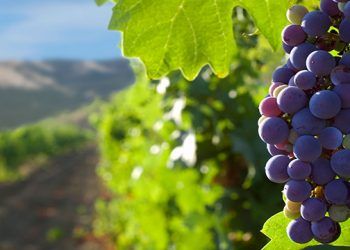 Biorefinerías Zambrana