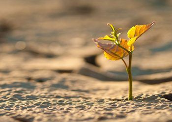 Nitrato amónico cálcico