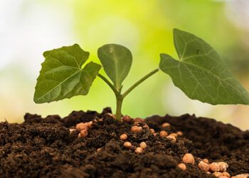 Nitrato Amónico Cálcico