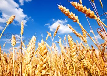 Nitrato Amónico Cálcico