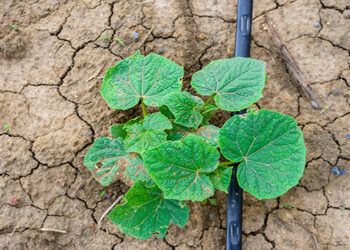 Nitrato Amónico Cálcico