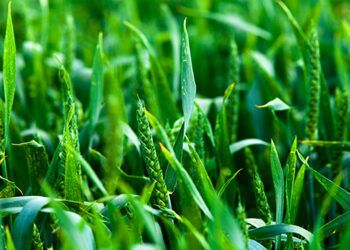 Ácido Fosfórico Verde